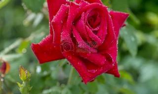 雨中小故事动态图